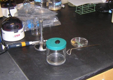 Plating bacteria on lab bench with ethanol bottle, metal spreader, and Bunsen burner