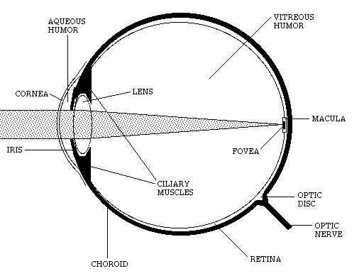 parts of the eye, labeled